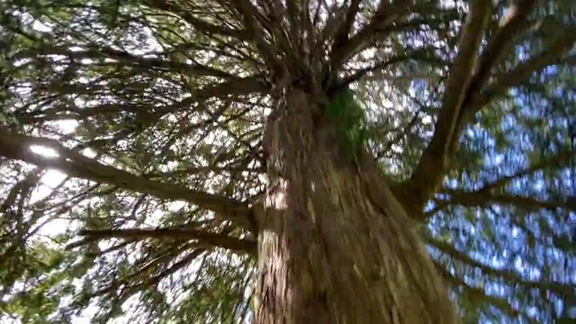 Video Reference: Tree, Plant, Woody plant, Trunk, Nature, Branch, Bigtree, shellbark hickory, Nature reserve, Forest