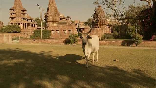 Video Reference: goats, tree, temple, sky, pasture, historic site, goat, grass, livestock, village