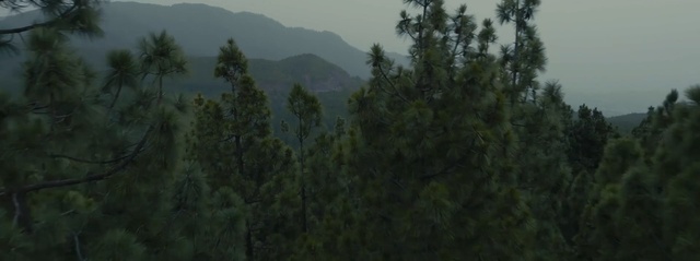 Video Reference: vegetation, ecosystem, forest, tree, wilderness, tropical and subtropical coniferous forests, spruce fir forest, nature reserve, temperate coniferous forest, grass