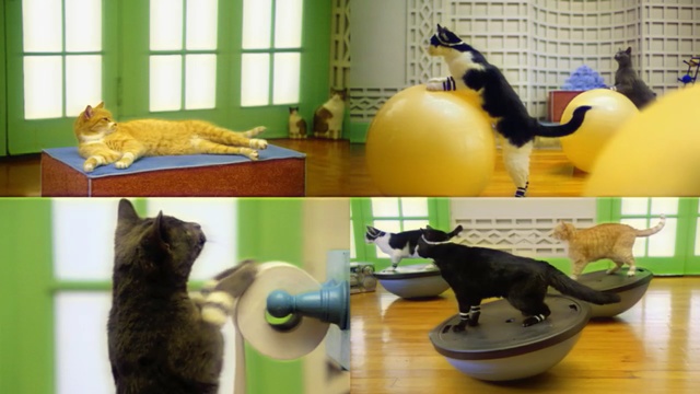 Video Reference: cat, fauna, small to medium sized cats, yellow, cat like mammal, play, carnivoran, kitten