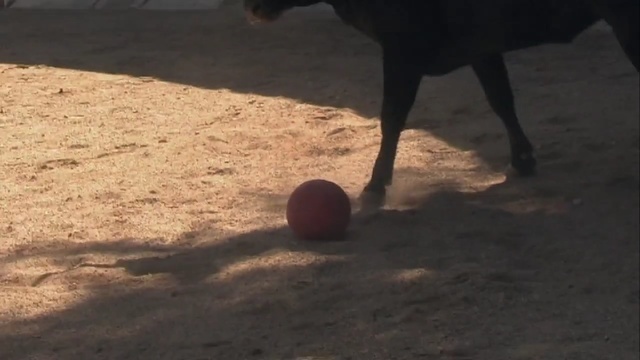 Video Reference: croquet ball, ball, game equipment, croquet equipment, sports equipment, equipment