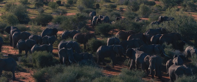 Video Reference: Herd, Grazing, Pasture, Grassland, Wilderness, Wildlife, Rural area, Ecoregion, Ranch, Landscape