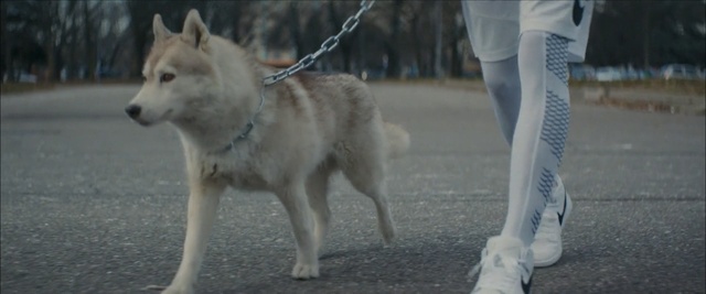 Video Reference: dog like mammal, dog, czechoslovakian wolfdog, dog breed, saarloos wolfdog, siberian husky, dog breed group, wolfdog, sakhalin husky, tamaskan dog