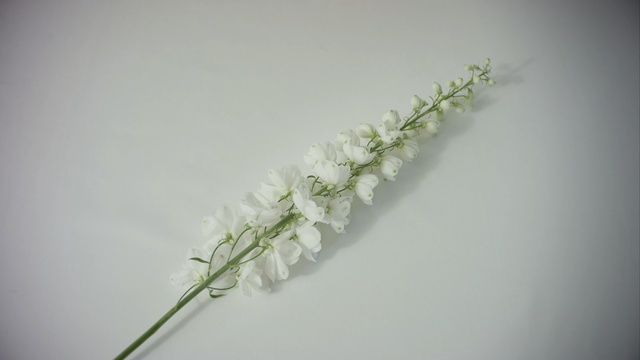 Video Reference: flower, plant stem, plant, macro photography