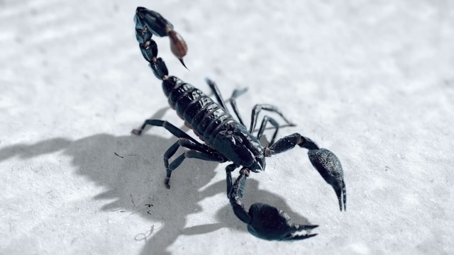 Video Reference: Scorpion, Invertebrate, Arthropod, Decapoda, Arachnid, Insect, Crayfish, Pest, Claw, Wildlife