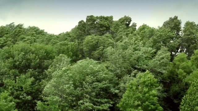 Video Reference: Vegetation, Nature, Tropical and subtropical coniferous forests, Natural landscape, Nature reserve, Jungle, Natural environment, Forest, Tree, Green