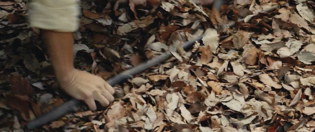 Video Reference: leaf, tree, autumn, Person