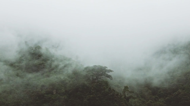 Video Reference: Mist, Fog, Atmospheric phenomenon, Haze, Hill station, Sky, Atmosphere, Morning, Geological phenomenon, Drizzle