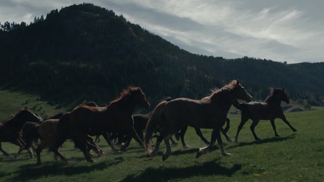 Video Reference: Horse, Herd, Pasture, Grassland, Mustang horse, Sky, Mane, Wildlife, Ranch, Stallion, Person
