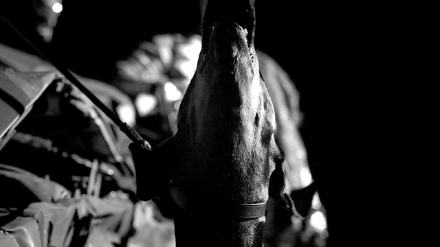 Video Reference: Black, Black-and-white, Monochrome photography, Monochrome, Photography, Tree, Plant, Style, Darkness, Shadow