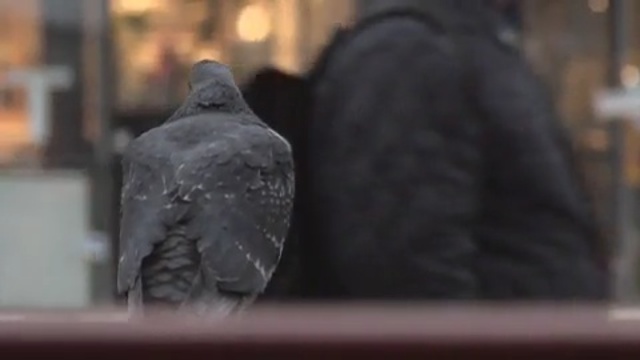 Video Reference: beak, crow