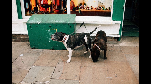 Video Reference: Dog, Canidae, Dog breed, Snout, Carnivore, American pit bull terrier, Non-Sporting Group, Sporting Group, American staffordshire terrier, Staffordshire bull terrier