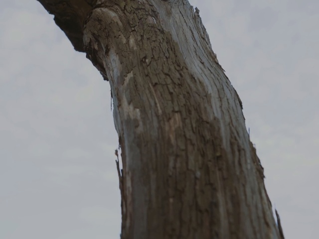Video Reference: tree, wood, trunk, sky, branch