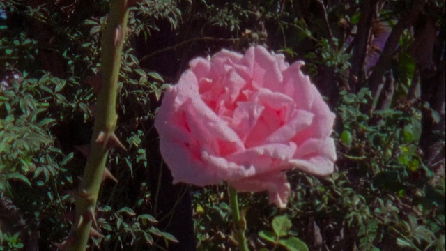 Video Reference: Flower, Pink, Petal, Rose family, Rose, Plant, Rosa × centifolia, Garden roses, Flowering plant, Botany