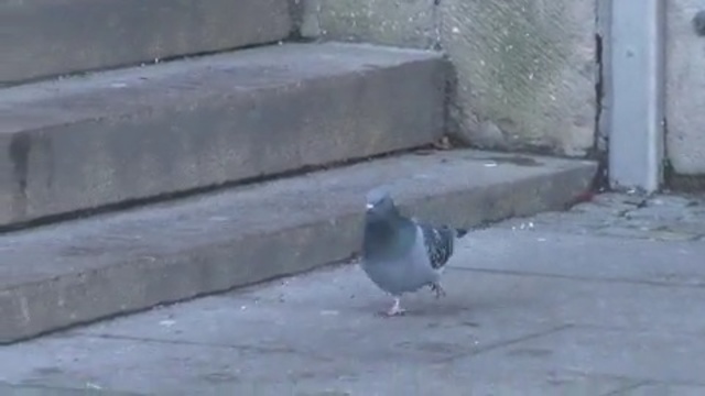 Video Reference: bird, pigeons and doves, fauna, beak