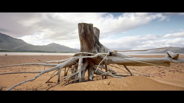 Video Reference: Nature, Wood, Driftwood, Tree, Sky, Natural landscape, Trunk, Cloud, Woody plant, Landscape