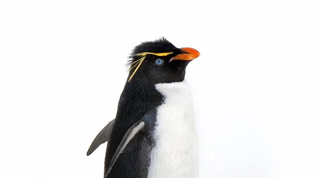 Video Reference: Bird, Vertebrate, Penguin, Flightless bird, Rockhopper penguin, Beak, Snares penguin, King penguin, Emperor penguin, adÃ©lie penguin