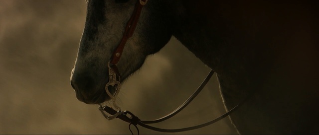 Video Reference: bridle, horse tack, horse, halter, horse like mammal, rein, snout, mane, wood, darkness
