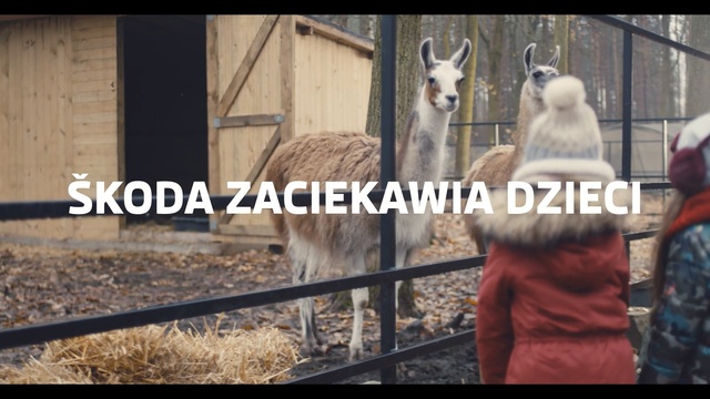 Video Reference: Mammal, Vertebrate, Llama, Alpaca, Zoo, Camelid, Vicuña, Adaptation, Guanaco, Terrestrial animal