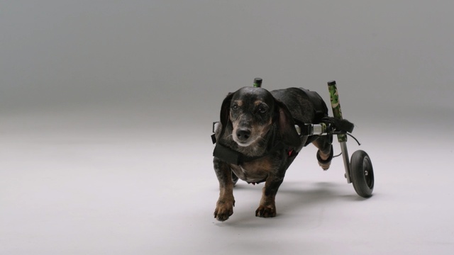 Video Reference: dog, pet, canine, hunting dog, puppy, Person