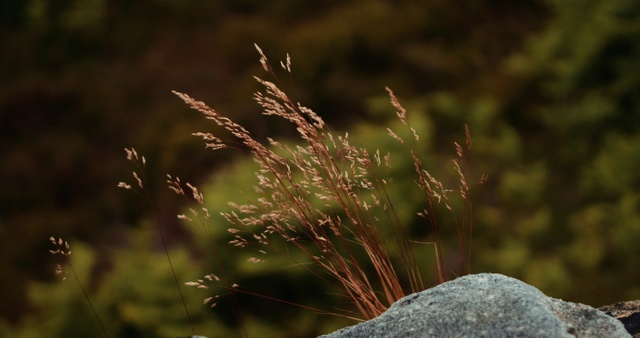 Video Reference: Nature, Grass, Vegetation, Plant, Grass family, Terrestrial plant, Flower, Photography, Plant stem, Landscape