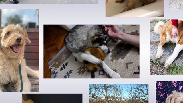 Video Reference: Canidae, Dog, Dog breed, Street dog, Adaptation, Companion dog, Puppy, Carnivore, Photo caption
