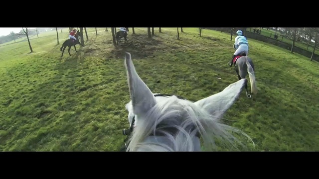 Video Reference: horse, mane, horse like mammal, grass, pasture, stallion, livestock, mare, mustang horse, pack animal