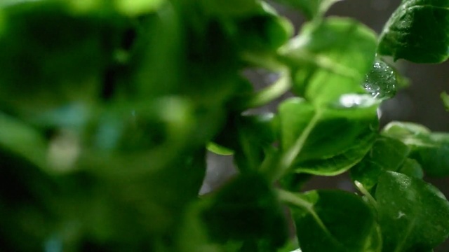 Video Reference: Green, Leaf, Nature, Water, Plant, Close-up, Flower, Grass, Herb, Basil