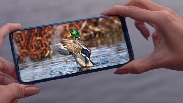 Video Reference: Bird, Feather, Wildlife, Adaptation, Hand, Beak, Technology, Water bird, Duck, Mallard