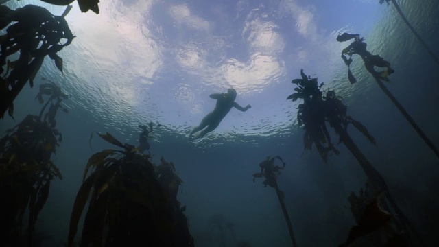 Video Reference: Water, Underwater, Underwater diving, Divemaster, Organism, Cloud, Sunlight, World, Body of water, Marine biology