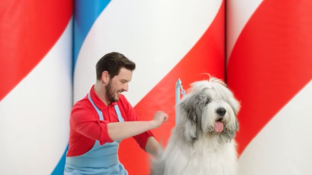 Video Reference: Mammal, Vertebrate, Dog, Canidae, Dog breed, Old english sheepdog, Carnivore, Conformation show, Bearded collie, South russian ovcharka