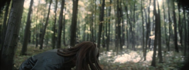 Video Reference: Forest, Woodland, Nature, Natural environment, Tree, Old-growth forest, Wilderness, Biome, Woody plant, Sunlight