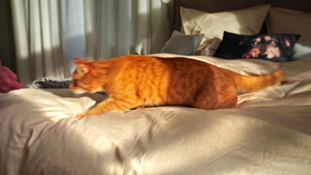 Video Reference: Cat, Felidae, Small to medium-sized cats, Whiskers, Tabby cat, European shorthair, Carnivore, Domestic short-haired cat, Room, Tail