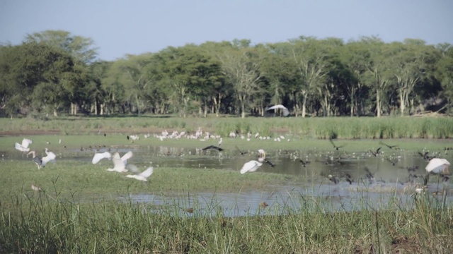 Video Reference: Freshwater marsh, Natural environment, Grassland, Nature reserve, Pasture, Wetland, Marsh, Natural landscape, Wildlife, Bird
