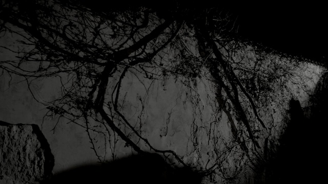 Video Reference: black, black and white, monochrome photography, tree, darkness, sky, woody plant, branch, atmosphere, photography