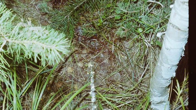 Video Reference: Plant, Grass, Grass family, Leaf, Tree, Footwear, Adaptation, Plant community, Shoe, Vascular plant