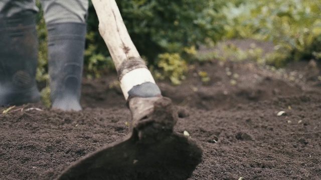 Video Reference: Soil, Tree, Woodland, Leg, Grass, Plant, Trunk, Shoe, Forest