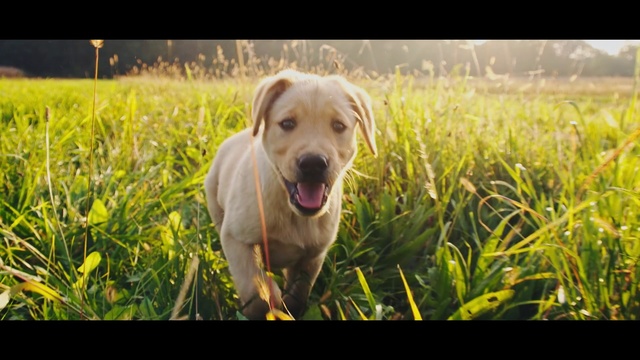 Video Reference: Dog, Mammal, Vertebrate, Dog breed, Canidae, Labrador retriever, Grass, Carnivore, Snout, Sporting Group