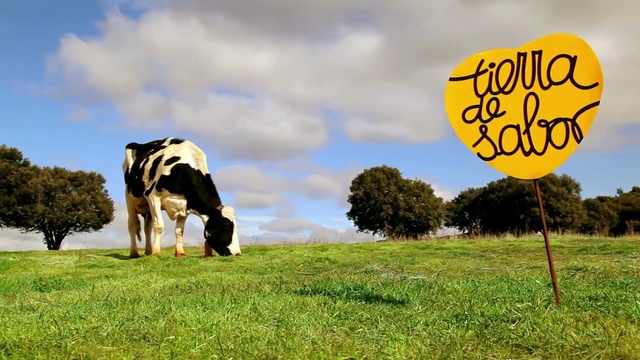 Video Reference: dairy cow, grassland, cattle like mammal, yellow, pasture, grass, field, sky, grazing, farm, Person