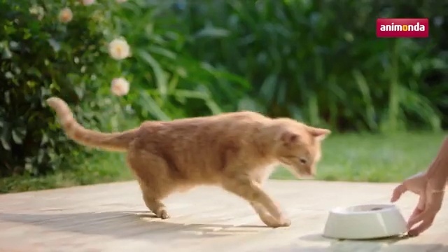 Video Reference: Mammal, Vertebrate, Cat, Felidae, Small to medium-sized cats, Carnivore, Wildlife, Tail, Whiskers, Abyssinian