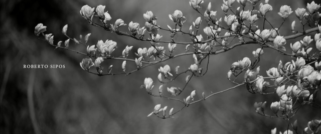Video Reference: Branch, Monochrome photography, Nature, Black-and-white, Blossom, Flower, Twig, Spring, Still life photography, Plant, Person