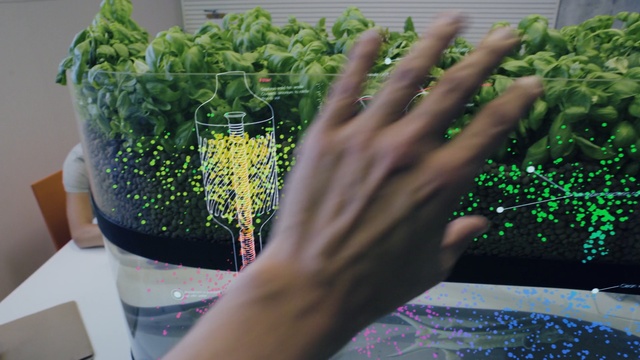 Video Reference: green, plant, grass, herb, flowerpot, water
