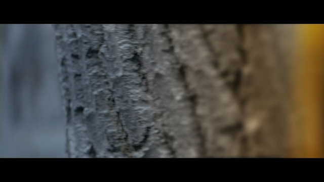 Video Reference: Nature, Tree, Trunk, Woody plant, Wood, Plant, Photography, Branch, Formation, Wildlife