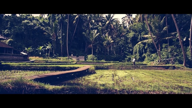 Video Reference: Sky, Natural landscape, Nature, Tree, Natural environment, Wilderness, Grass, Cloud, Morning, Landscape