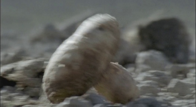 Video Reference: Organism, Marine mammal