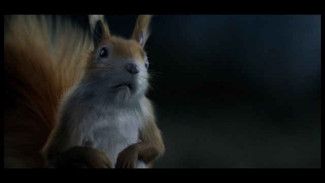 Video Reference: Mammal, Vertebrate, Whiskers, Rabbit, Rabbits and Hares, Wildlife, Snout, Domestic rabbit, Organism, Rodent