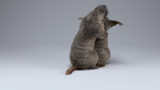 Video Reference: Leg, Tail, Marmot, Fur