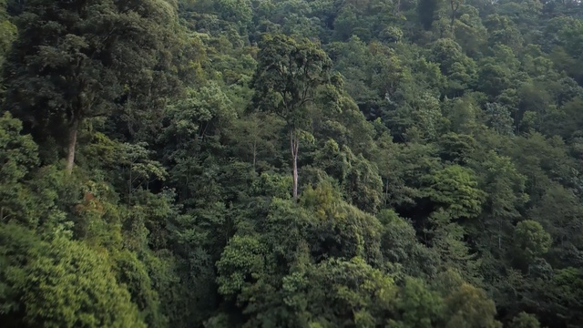 Video Reference: Vegetation, Forest, Tropical and subtropical coniferous forests, Nature reserve, Jungle, Nature, Natural environment, Rainforest, Valdivian temperate rain forest, Old-growth forest