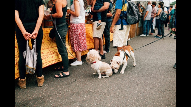 Video Reference: Dog, Canidae, Dog breed, Companion dog, Carnivore, Conformation show, Jack russell terrier, Sporting Group, Leash