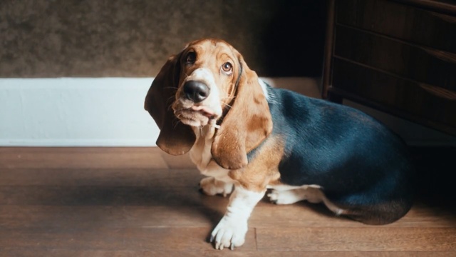 Video Reference: dog, dog breed, basset hound, basset artésien normand, dog like mammal, snout, hound